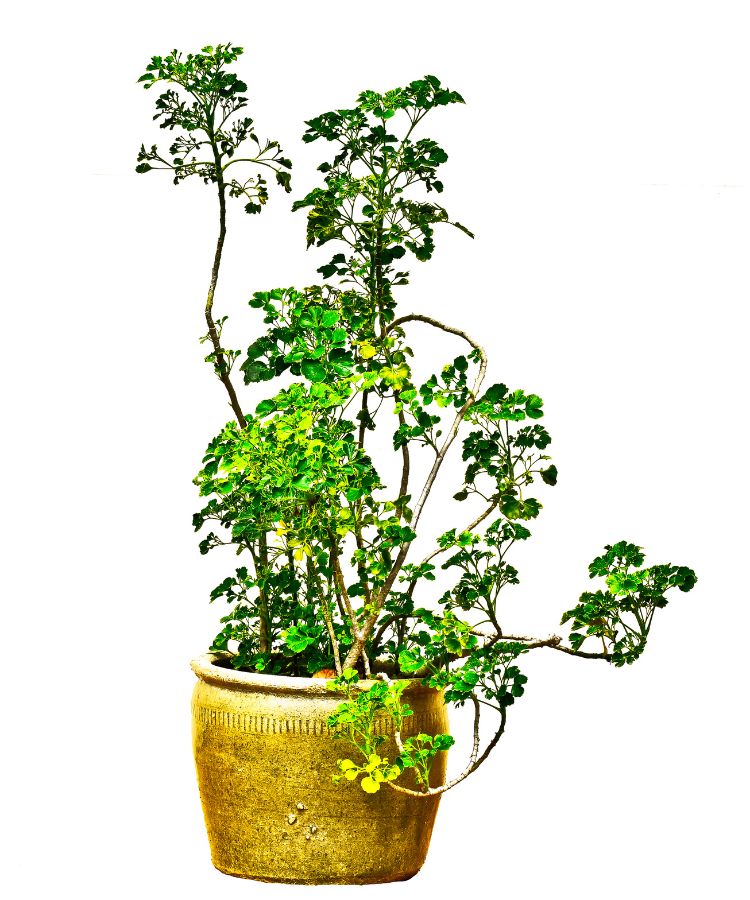 Polyscias-Fruticosa Planta ornamental com folhas verdes vibrantes cresce em um vaso rústico de cerâmica, destacando sua beleza natural. Similar às plantas do dinheiro, esta composição transmite elegância e simboliza prosperidade, sendo ideal para decorar ambientes internos e externos.