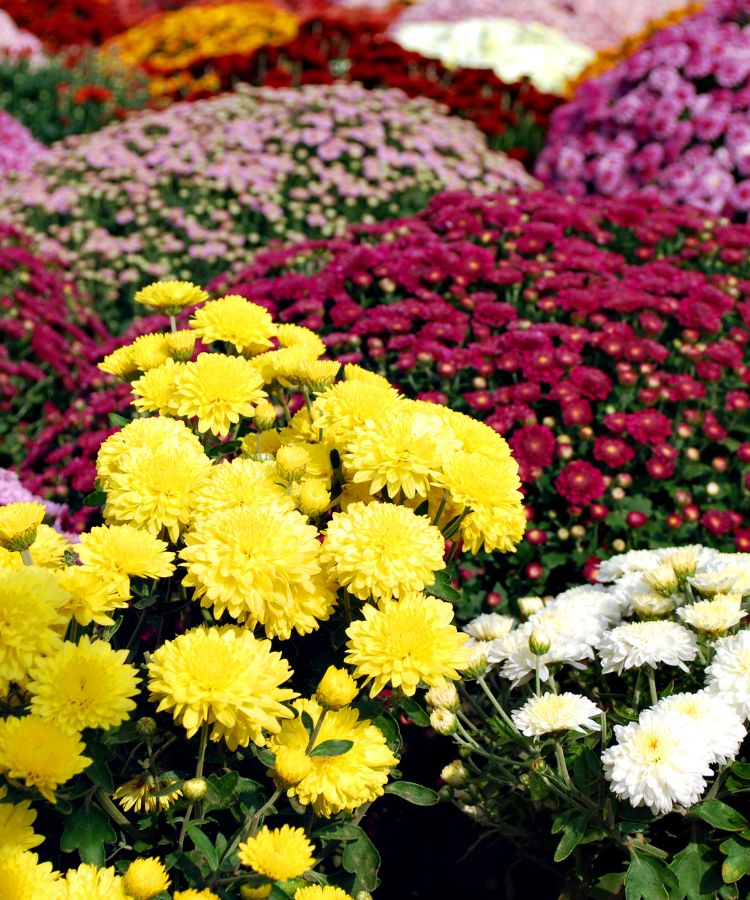 Chrysanthemum-Plantas-Do-Dinheiro Flores vibrantes de crisântemos em tons de amarelo, branco e rosa se destacam em um jardim colorido. O fundo exibe uma diversidade de cores, criando uma cena alegre e harmoniosa, repleta de beleza natural e frescor.