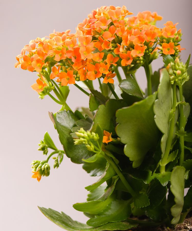 Kalanchoe-Blossfeldiana Ramos de flores laranjas vibrantes desabrocham entre folhas verdes brilhantes, criando uma composição harmoniosa e viva. Esta planta, semelhante às populares plantas do dinheiro, traz um toque de beleza natural e simboliza prosperidade em qualquer ambiente decorativo.