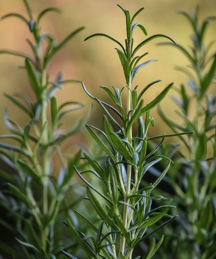 Alecrim-Rosmarinus-Officinalis Ramos de alecrim verde vibrante em destaque, com folhas finas e alongadas, capturados em um ambiente natural. O fundo desfocado em tons quentes realça a planta, transmitindo uma sensação de frescor, natureza e tranquilidade.