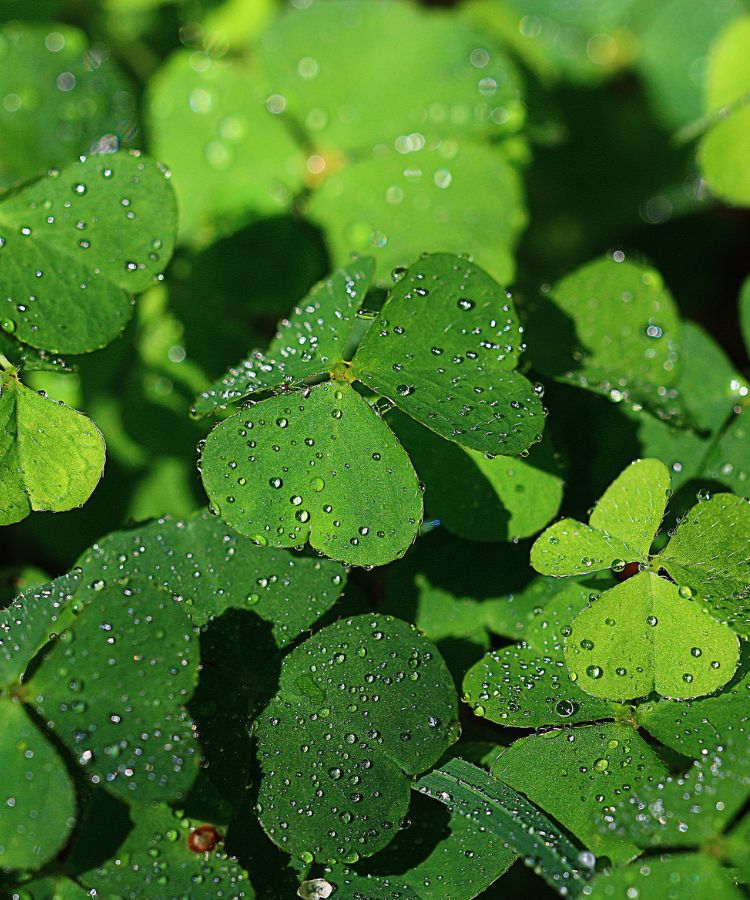 Oxalis-Trevo-Da-Sorte Folhas verdes vibrantes em formato de trevo brilham com gotas de orvalho sob a luz natural. A imagem remete às populares plantas do dinheiro, simbolizando sorte e prosperidade, enquanto transmite frescor e beleza natural em um ambiente sereno.