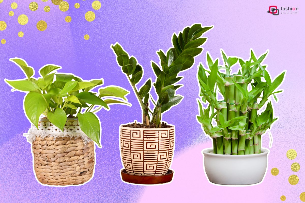 Plantas-Do-Dinheiro-Destaque 3 plantas: jiboia, zamioculca e bambu-da-sorte em fundo lilas