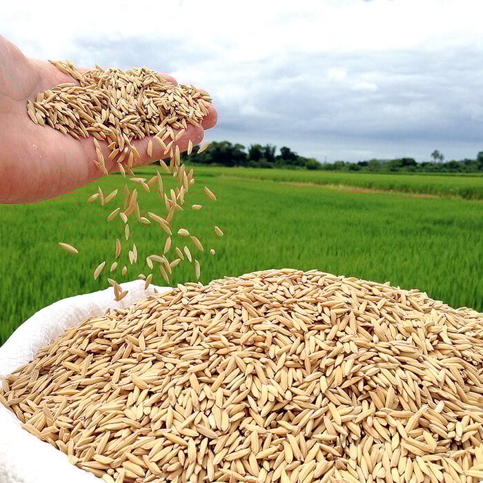 Mercado De Arroz No Rio Grande Do Sul: Pressão Persiste Apesar De Oferta Limitada 1 2026 word3