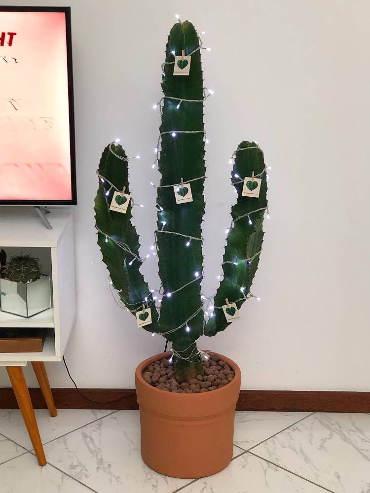 Arvore-De-Natal-Cacto Cacto como árvore de Natal.