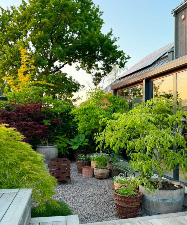 Pedras-Para-Jardim-Ideias-5 Jardim com chão de brita, árvores vibrantes, vasos rústicos de madeira e vime com plantas, ao lado de uma casa moderna com janelas amplas de vidro refletindo o céu. Há um banco verde e um ambiente acolhedor ao entardecer.