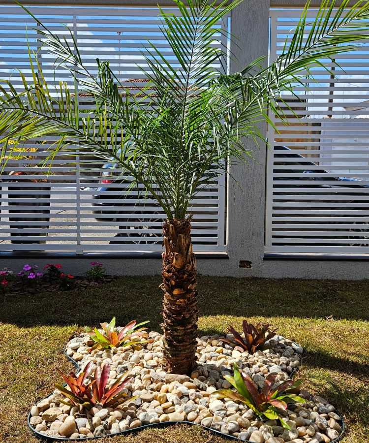 Pedras-Para-Jardim-Ideias-1 Pequeno jardim decorativo com palmeira central rodeada por pedras brancas arredondadas e bromélias vibrantes nas bordas. O gramado ao redor contrasta suavemente com o design, enquanto uma cerca branca ripada permite a entrada de luz natural e ventilação.