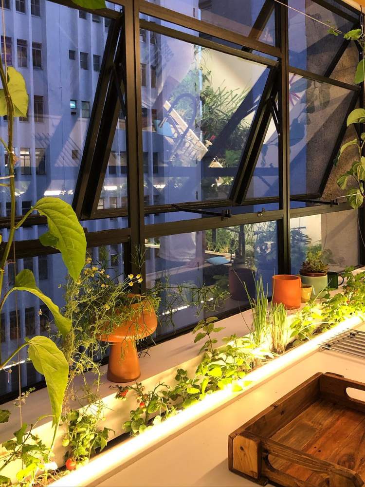 Horta-Em-Apartamento-3 Horta iluminada em calha e parapeito da janela