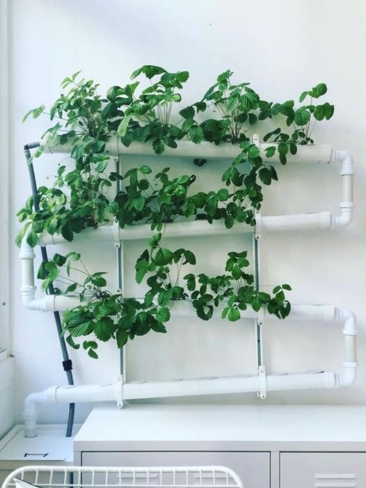 Horta-Em-Apartamento-6 Horta de morango em cano PVC branco