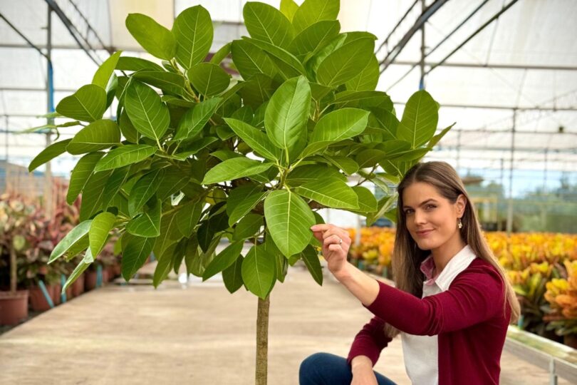 Enflor E Garden Fair 2025: Descubra As Novidades Em Flores E Paisagismo Em Holambra 1 2026 word2
