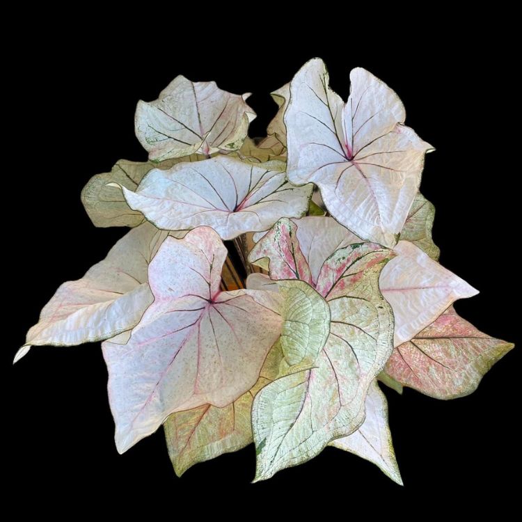 Enflor-E-Garden-Fair-2025-2 Caladium Vintage em fundo preto