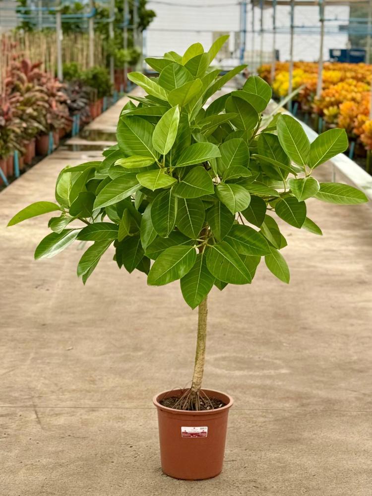 Enflor-E-Garden-Fair-2025-5 Ficus Altissima Neón em caminho de cimento com flores aos lados