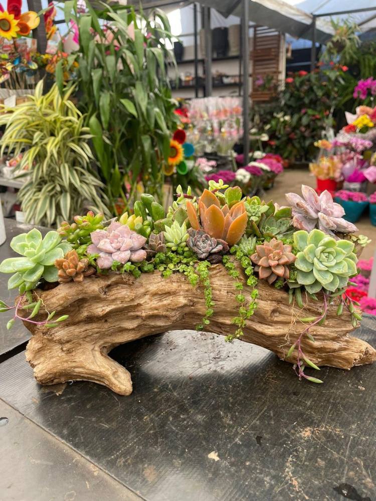 Enflor-E-Garden-Fair-2025-7 Cachepô da EArt Decor que imita tronco com suculentas