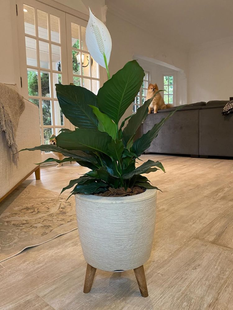 Plantas-De-Sombra-1 Lírio-da-paz em vaso branco em sala com sofá ao fundo com cachorro