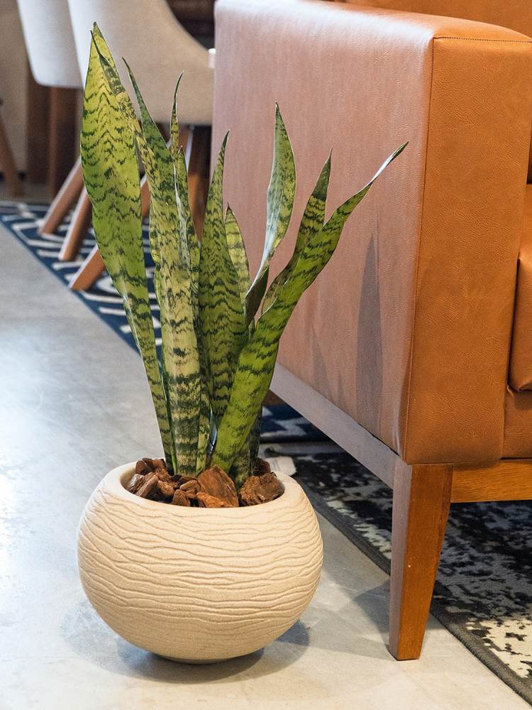 Plantas-De-Sombra-2 Espada de São Jorge em vaso redondo branco atrás de poltrona marrom