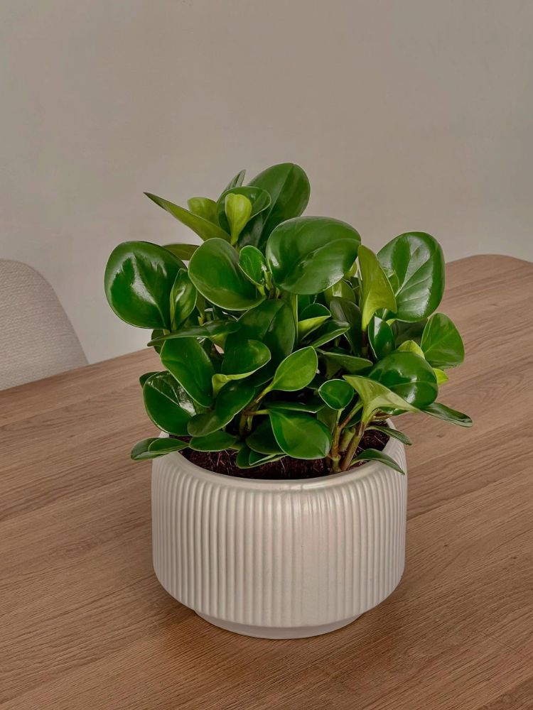 Plantas-De-Sombra-3 Peperomia em vaso claro sobre mesa de madeira