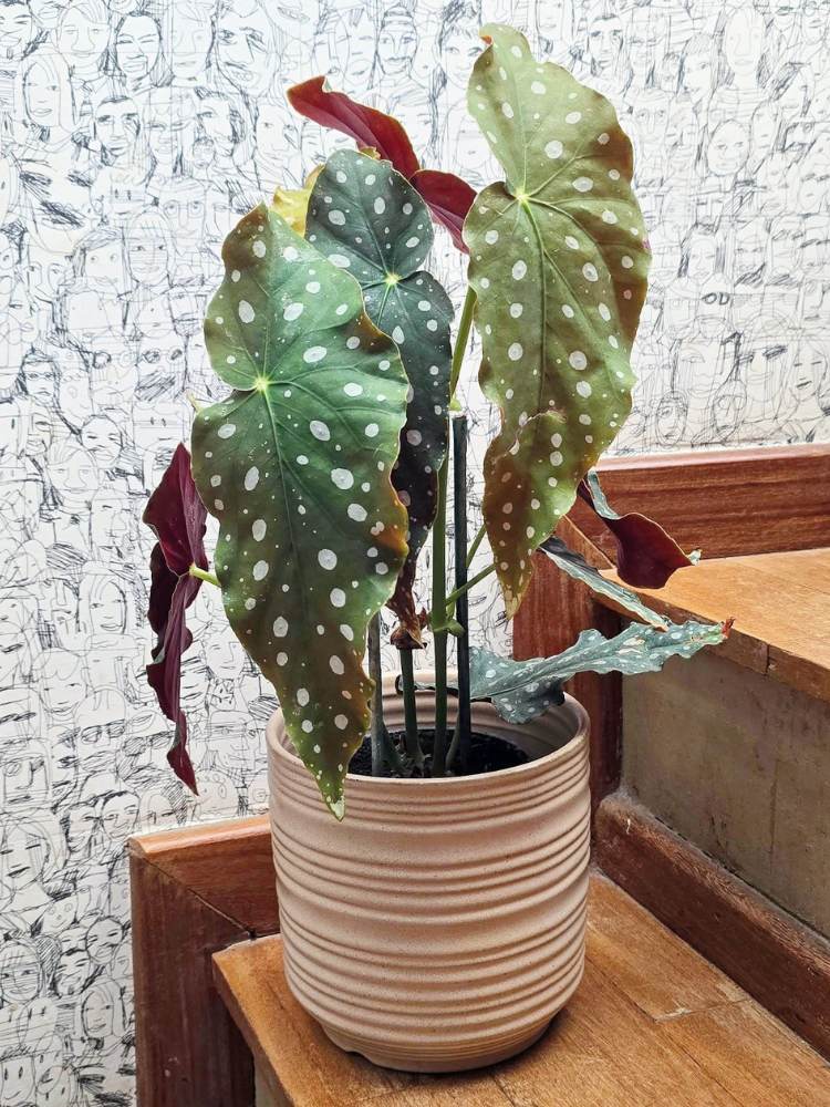 Plantas-De-Sombra-4 Begônia em vaso bege na escada de madeira