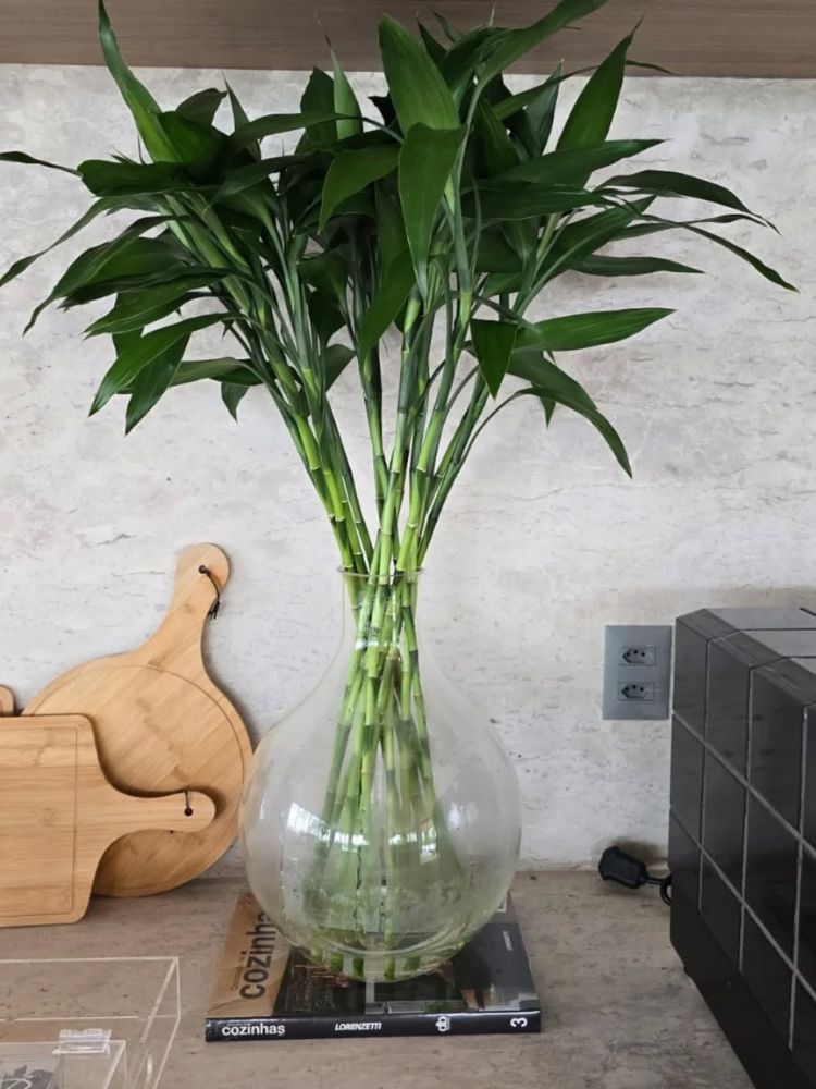 Plantas-De-Sombra-5 Bambu da sorte em vaso transparente na cozinha