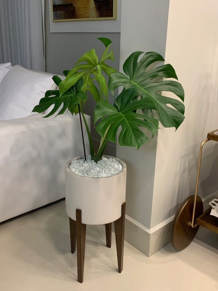 Plantas-De-Sombra-6 Costela de Adão em vaso alto na sala
