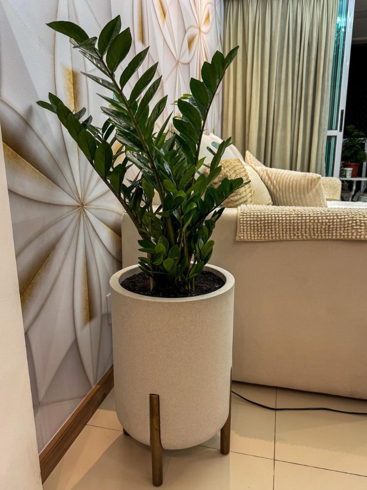Plantas-De-Sombra-7 Zamioculca em vaso alto claro ao lado de sofá