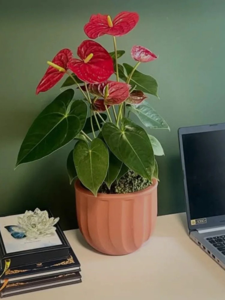 Plantas-De-Sombra-8 Antúrio em vaso marrom em home office