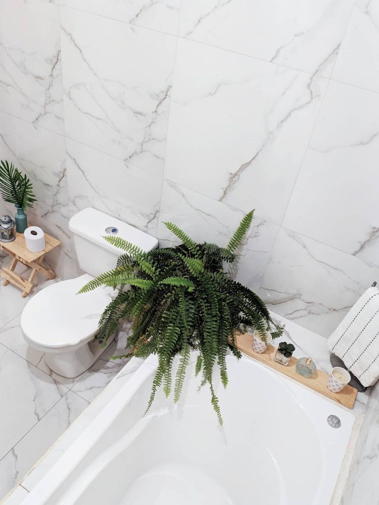 Plantas-De-Sombra-10 Samambaia na banheira, ao lado de vaso sanitário