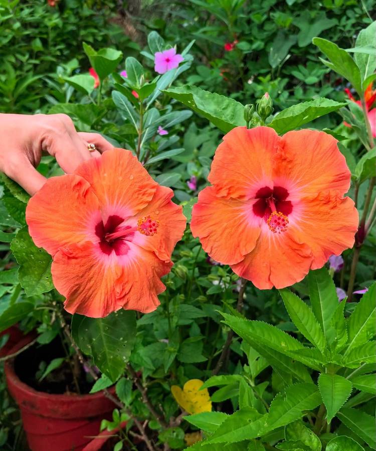 Plantas-Que-Gostam-De-Sol-Hibiscus Duas vibrantes flores de hibisco laranja com centros rosa-escuro, cercadas por folhagem verde luxuriante. Uma mão toca suavemente uma das flores, realçando a beleza natural e as cores vivas das plantas em um jardim.