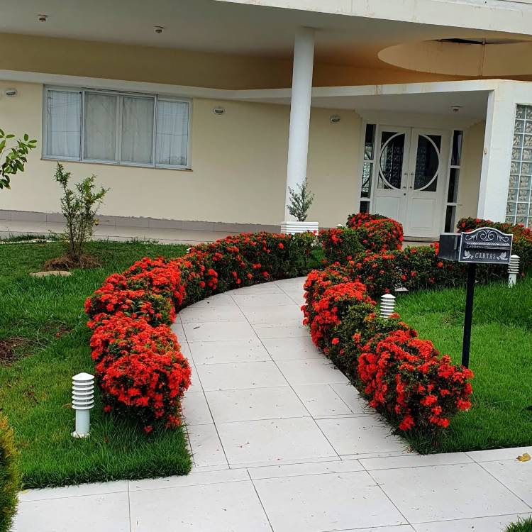 Plantas-Que-Gostam-De-Sol-Ixora Caminho sinuoso de lajotas brancas ladeado por arbustos densos de flores vermelhas vibrantes, conduzindo a uma casa moderna de cor creme. O gramado verde bem cuidado e a iluminação paisagística branca complementam a estética elegante do jardim. Essa planta é a ixora, plantas que gostam de sol.
