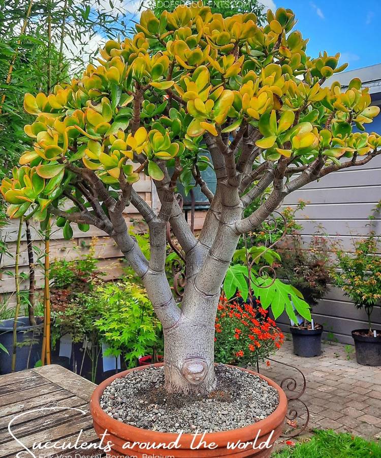 Plantas-Que-Gostam-De-Sol-Crassula-Ovata Uma bela planta jade, com folhas amarelas e verdes, exibindo seu tronco robusto em um vaso de terracota. Esta suculenta, que prospera como uma das plantas que gostam de sol, está em um jardim com folhagem verde ao fundo.