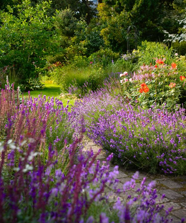 Lavanda-Plantas-Que-Gostam-De-Sol Um jardim vibrante com canteiros de lavanda roxa, exibindo a beleza de plantas que gostam de sol. Ao fundo, há arbustos verdes frondosos, flores rosas e laranjas, e um caminho de pedra sinuoso, criando uma paisagem exuberante e colorida.