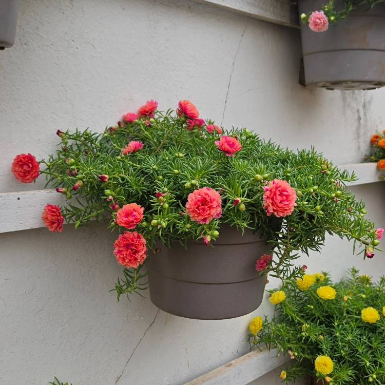 Portulaca-Plantas-Que-Gostam-De-Sol Um vaso suspenso cinza contém vibrantes flores de onze-horas, uma das plantas que gostam de sol, com pétalas rosa-salmão e folhagem verde-escura. Ao lado, há outras flores amarelas em um vaso similar, criando um charmoso jardim vertical.