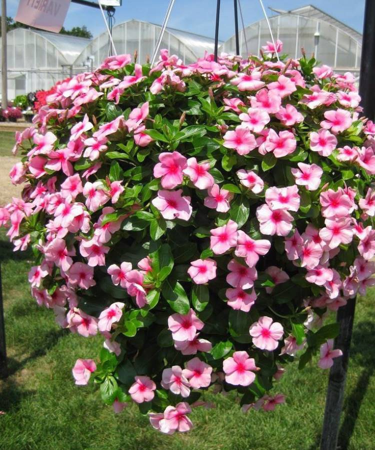 Vinca-Plantas-Que-Gostam-De-Sol Uma vibrante cesta suspensa transborda com flores de vinca rosa-claro e seus centros mais escuros. Estas são plantas que gostam de sol e exibem folhagem verde luxuriante. Ao fundo, um gramado e estufas adicionam ao cenário de um viveiro.