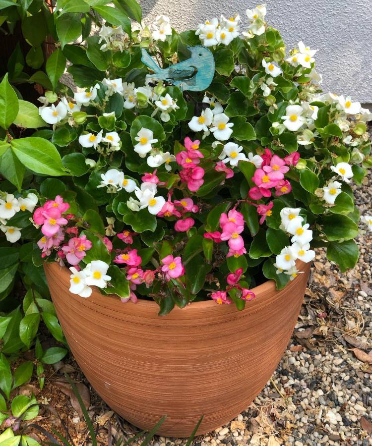 Begonia-Semperflorens-Plantas-Que-Gostam-De-Sol Uma grande jardineira de terracota transborda com flores de begônia brancas e rosa, com folhagem verde brilhante. Estas são plantas que gostam de sol pleno ou sombra parcial. Um pequeno pássaro decorativo azul-turquesa se destaca entre as flores, em um ambiente de jardim.