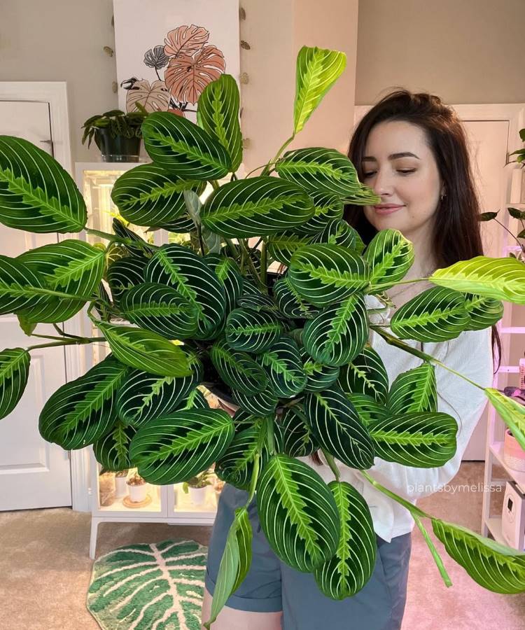 Maranta-Planta-8 Mulher sorridente segurando uma grande planta Maranta de folhas ovais e listras verde-claras. Ela está em uma sala com outras plantas ao fundo, exibindo sua coleção. O tapete tem um formato de folha.