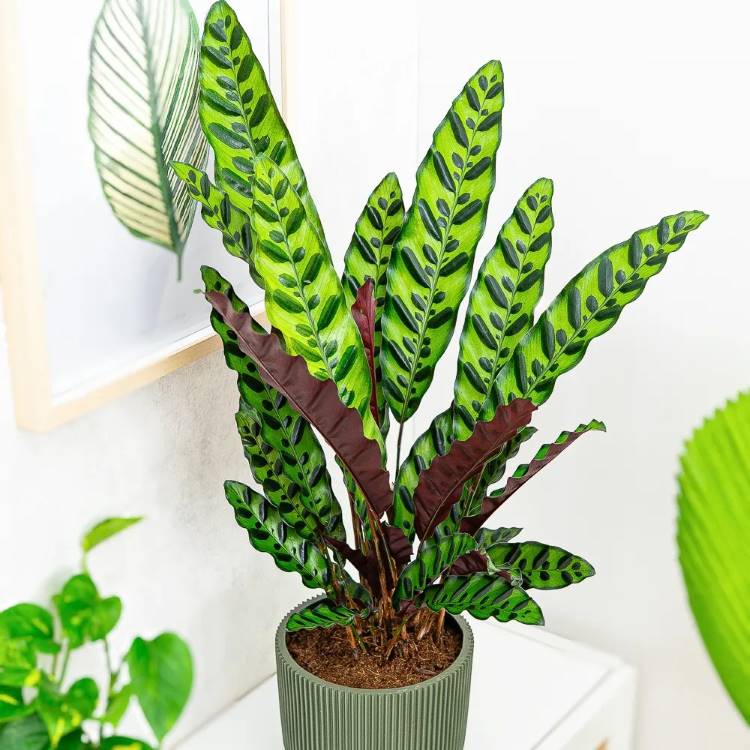 Maranta-Planta-4 Planta Maranta de folhas compridas e verdes com listras, em um vaso cinza estriado. A planta está sobre um móvel branco. Ao fundo, uma folha verde desenhada em um quadro, complementando a decoração.