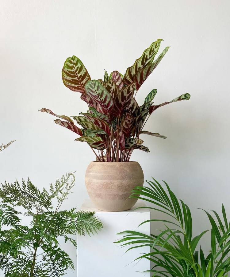 Maranta-Planta-6 Planta Calathea ornata, com folhas em tons de verde, vermelho e rosa. A planta está em um vaso de cerâmica bege, posicionado sobre um pedestal branco. Outras plantas verdes em primeiro plano completam a cena.