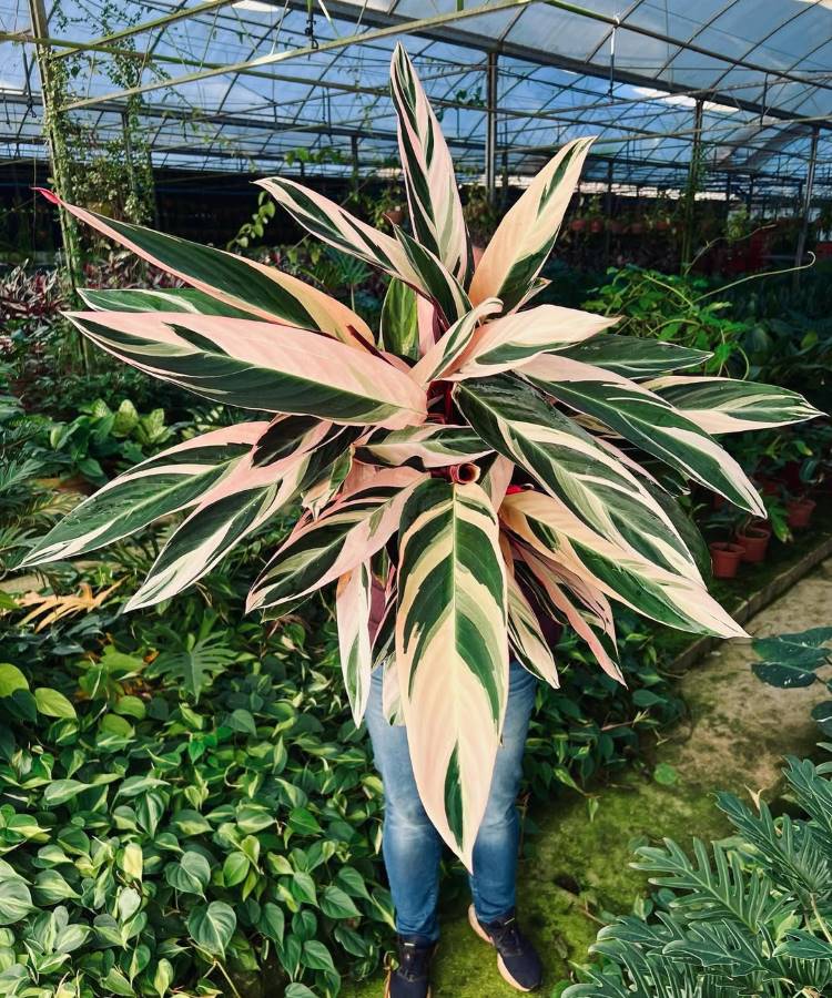 Maranta-Planta-9 Homem segurando uma grande planta Stromanthe Triostar com folhas em tons de verde, branco e rosa-púrpura. Ele está em uma estufa, rodeado por outras plantas exuberantes, criando um ambiente natural e vibrante.