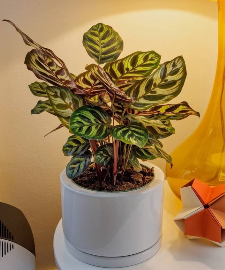 Maranta-Planta-10 Planta Calathea com folhas verde-escuras e listras amareladas em um vaso branco. Ela está sobre uma mesa, iluminada por uma lâmpada ao fundo, com objetos ao redor, como uma escultura de origami e uma luminária amarela.