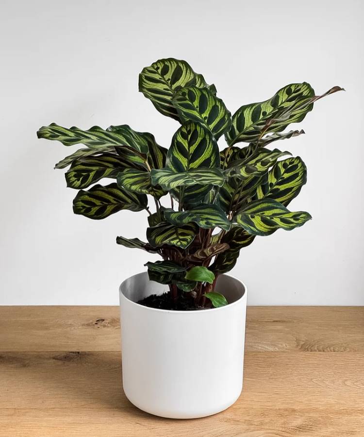 Maranta-Planta-1 Planta Calathea Makoyana em um vaso branco cilíndrico, vista de frente. As folhas verde-escuras e finas apresentam padrões ovais e listras verde-claras. A planta está sobre uma mesa de madeira contra uma parede branca.