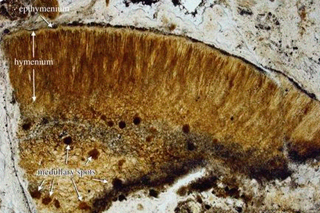 Imagem da secção fina petrográfica de Prototaxites taiti em campo claro e microscopia confocal a laser.