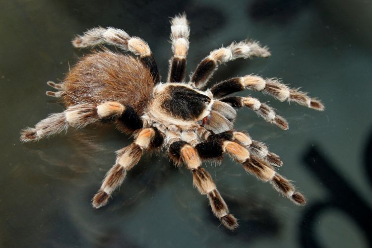 Sonhar-Com-Aranha-4 Aranha-caranguejeira em fundo preto