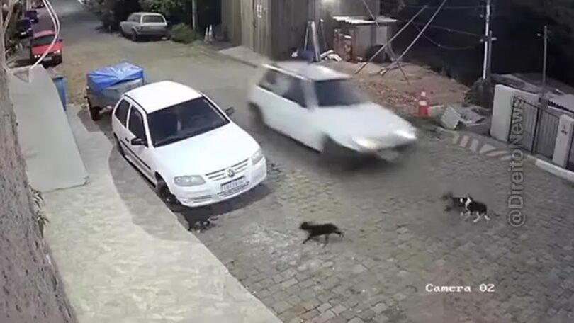 Homem Preso Por Atropelar E Matar Cães No Rs Desabafa: O Cachorro Não Quis Sair, Azar O Dele 1 2026 word3
