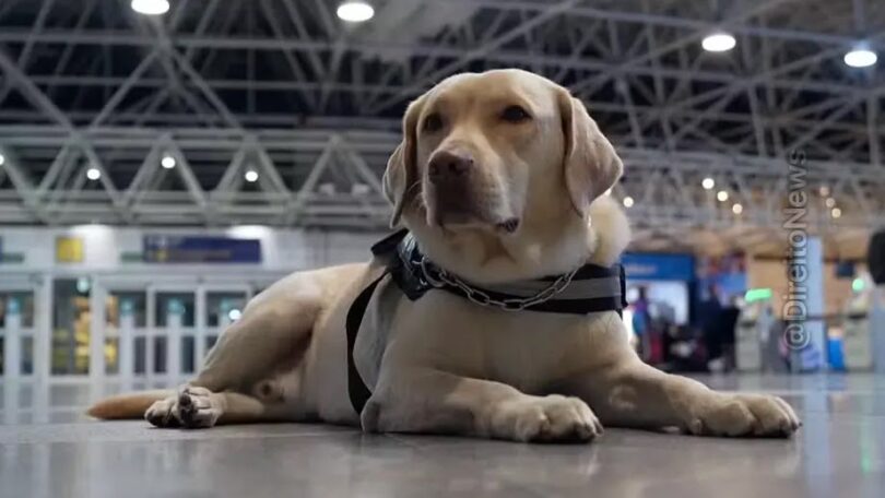 Tap É Condenada No Rj Por Barrar Cão De Serviço De Menina Com Autismo Em Voo E Deverá Pagar R$ 60 Mil 1 2026 word2