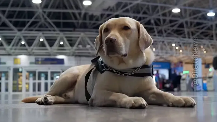 Justica Rj Condena Tap Pagar 60 Mil Barrar Cao Servico Menina Autismo Voo justica rj condena tap pagar 60 mil barrar cao servico menina autismo voo