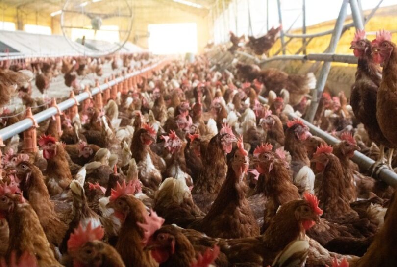 Granja Em São Paulo Utiliza Inteligência Artificial Para Contar 140 Mil Ovos Diariamente Com 99,9% De Precisão 1 2026 word2