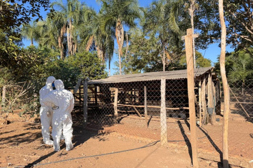 Novo Surto De Gripe Aviária Em Mt Gera Alerta No Setor Rural 1 2026 word3