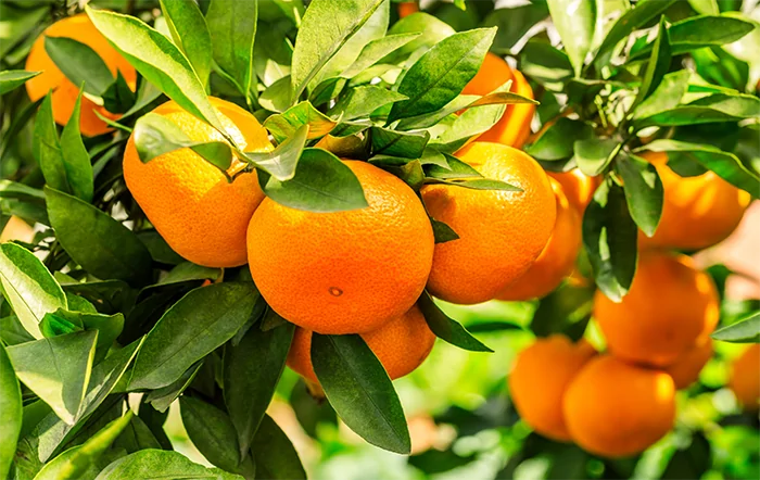 Clima E Safra Citrícola 2026/27 No Brasil: Incertezas Persistem 1 2026 word3