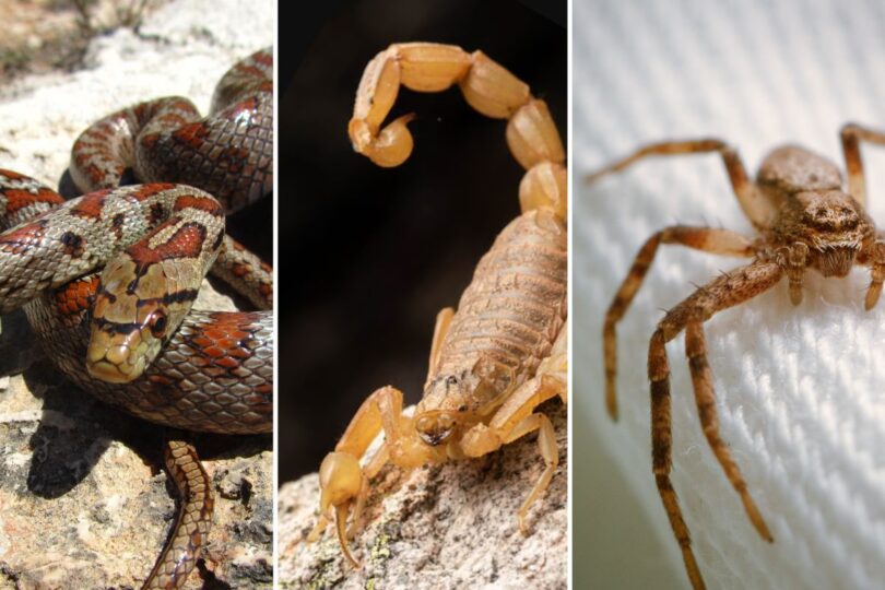 Mato Grosso: Registados Quase 4 Mil Acidentes Com Animais Peçonhentos 1 2026 word1