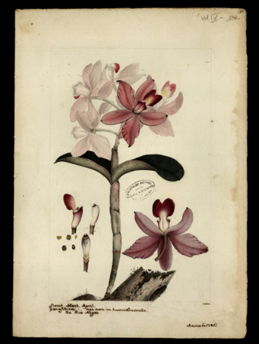 2801-0Rquideas-Layout_Site1 Ilustração de uma Orquídea.