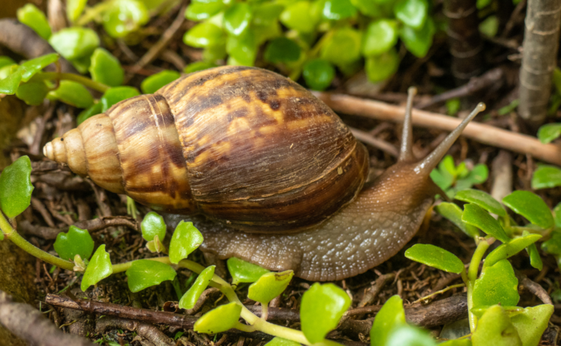 Dicas Eficazes Para Afastar Caramujos Do Seu Jardim 1 2026 word2