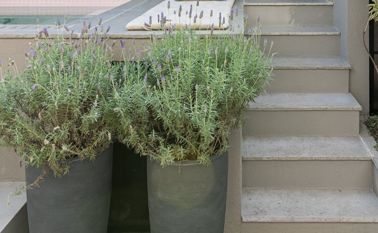 vasos com lavanda em área externa ajudando a afastar caramujos do jardim